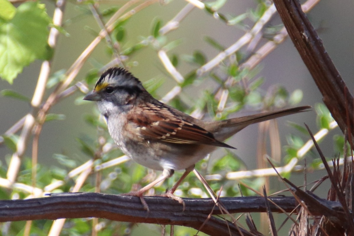 White-throated Sparrow - ML627866465