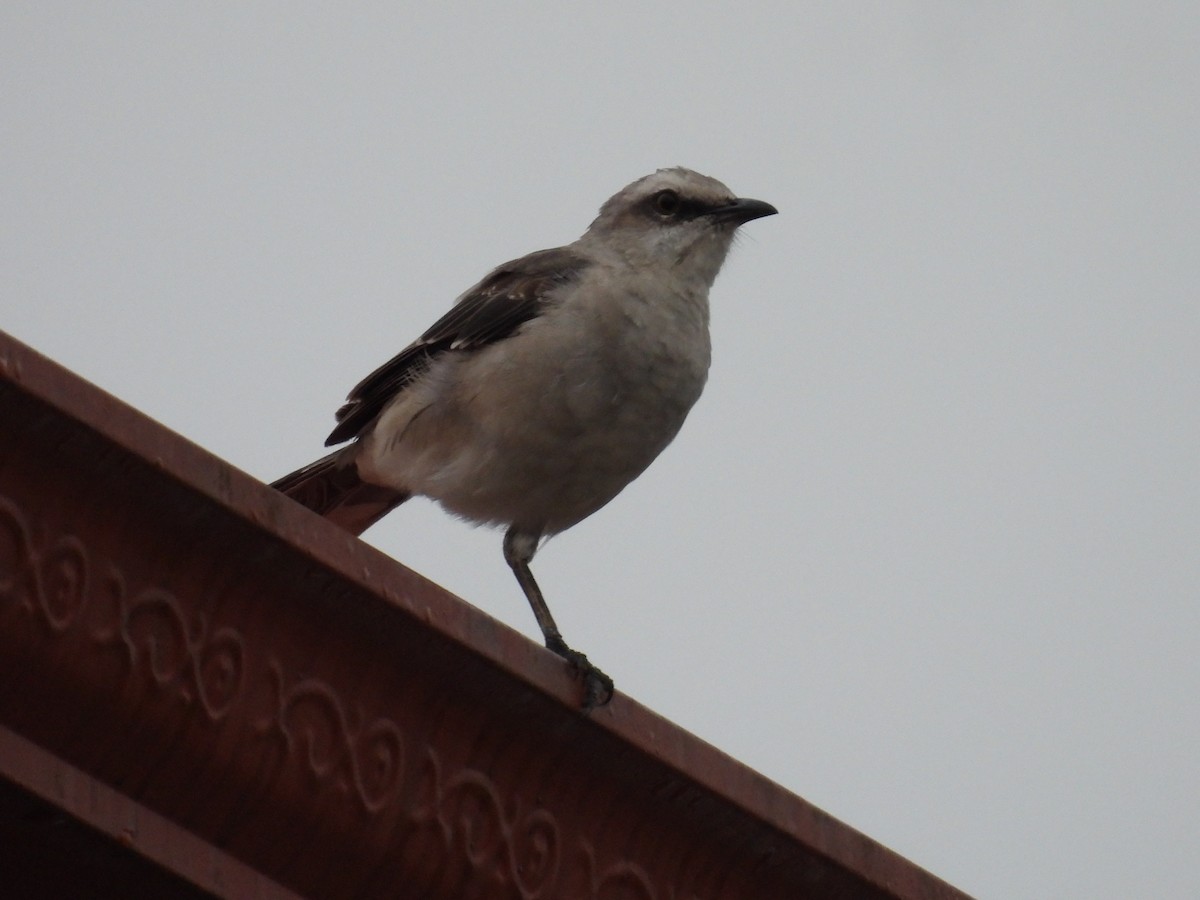 Tropical Mockingbird - ML627866476