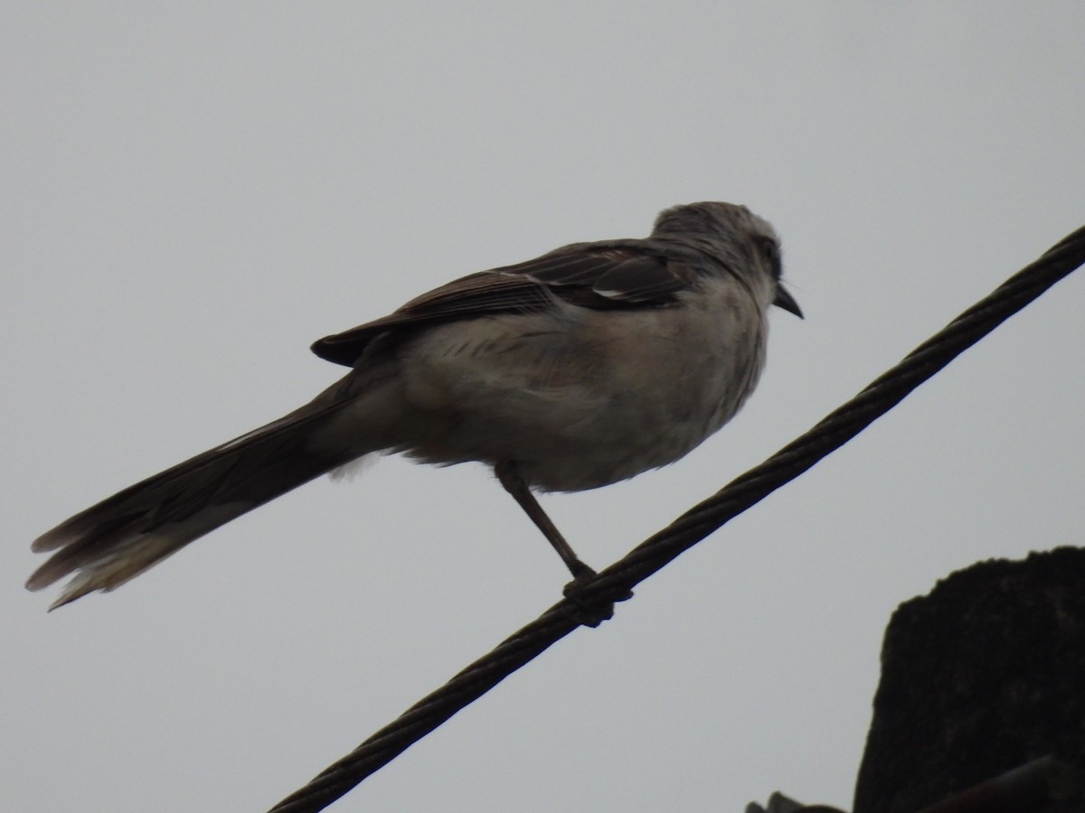 Tropical Mockingbird - ML627866481