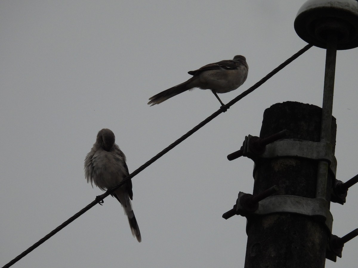 Tropical Mockingbird - ML627866489