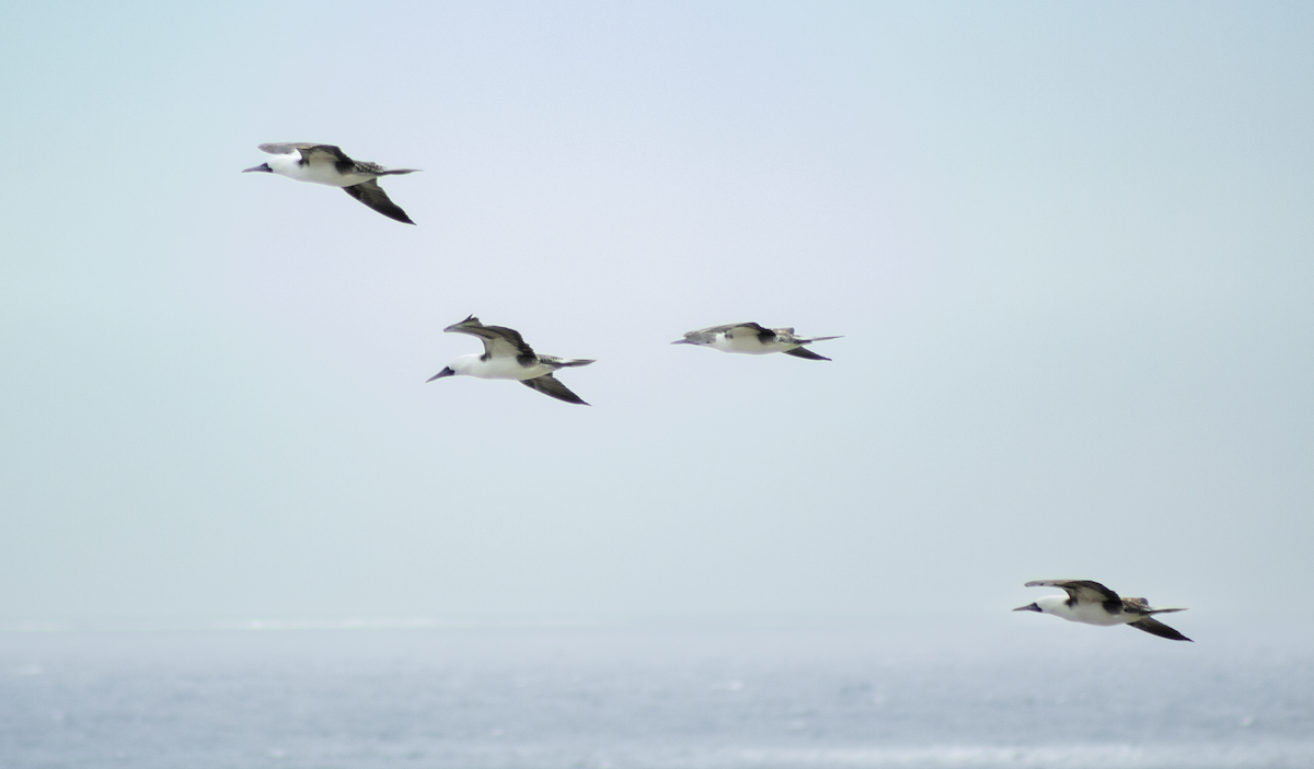 Peruvian Booby - ML627866495