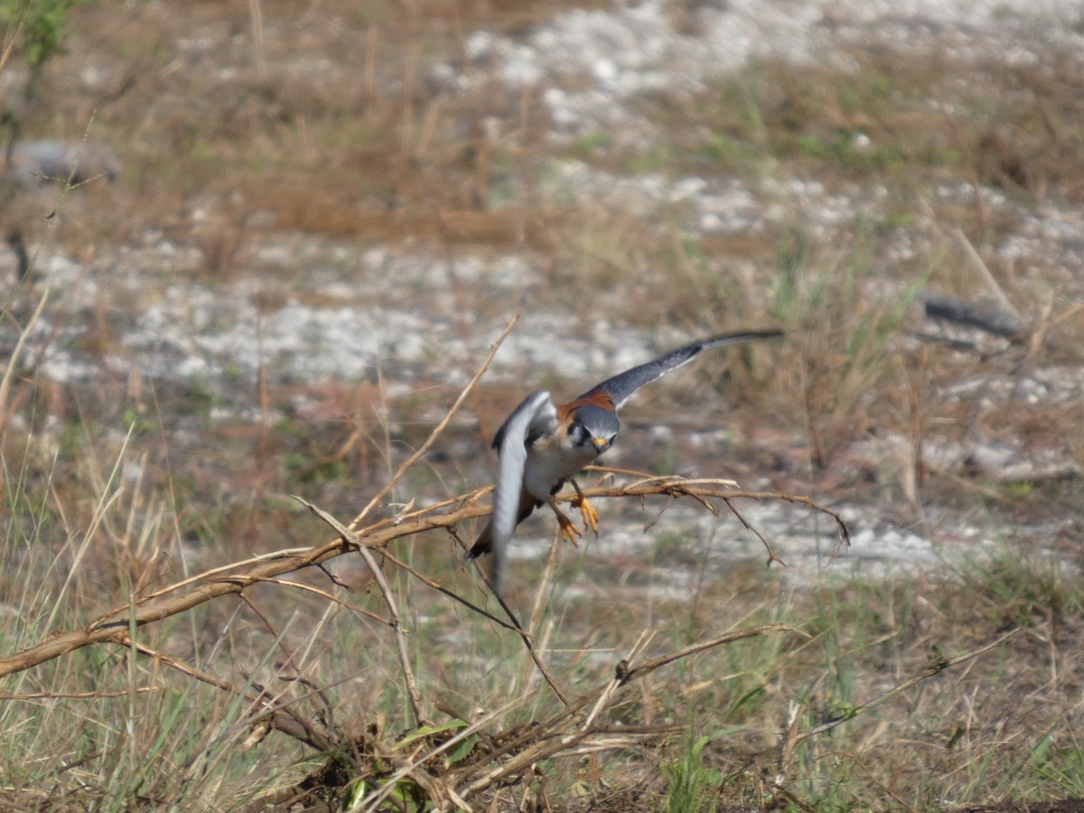 American Kestrel - ML627866496