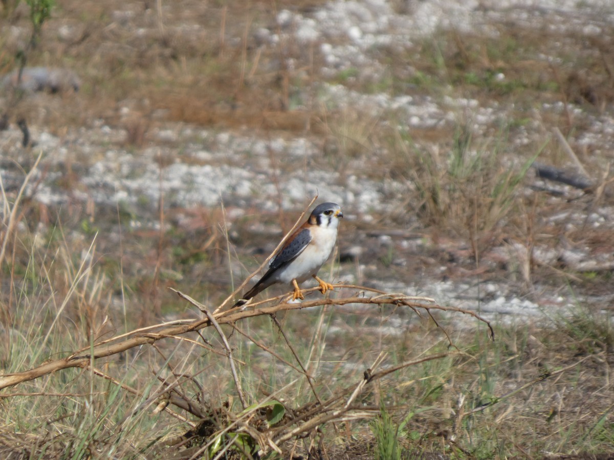 American Kestrel - ML627866497