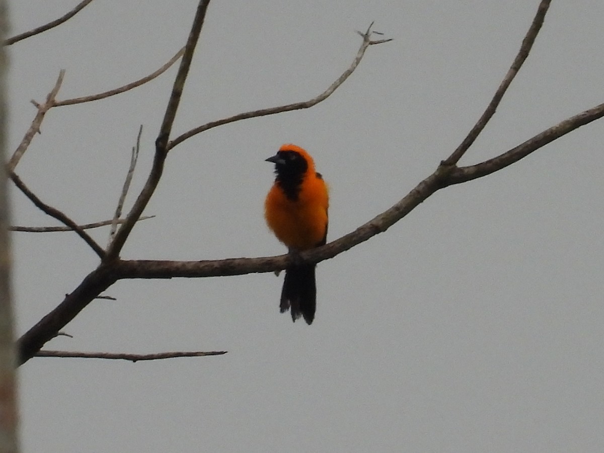 Orange-backed Troupial - ML627866510