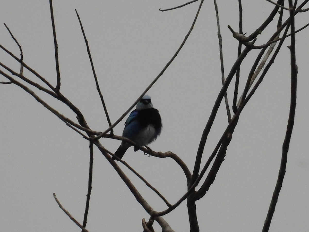 Masked Tanager - ML627866545