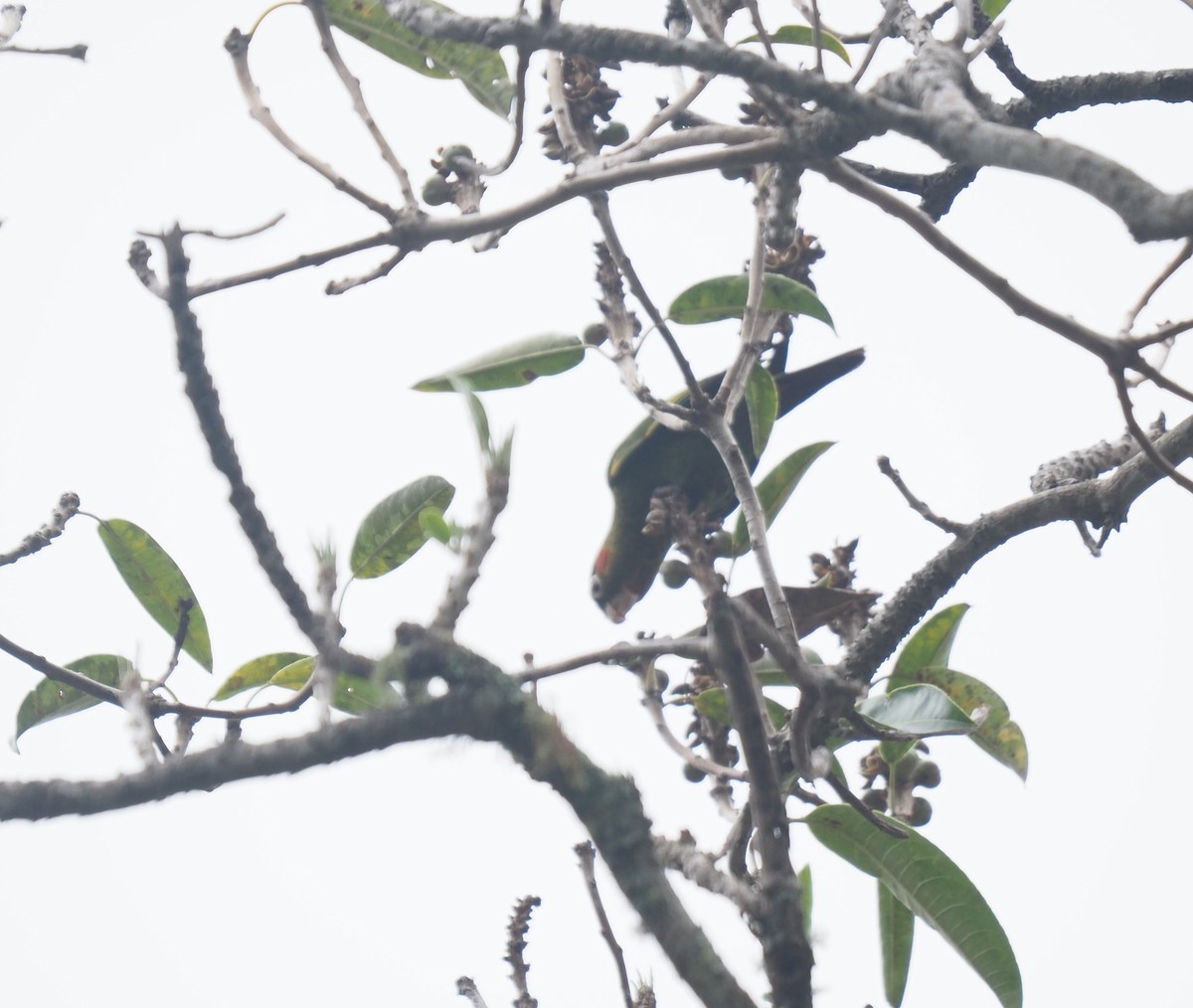 Sulphur-winged Parakeet - ML627866546