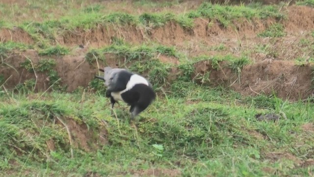 Pied Crow - ML627866573