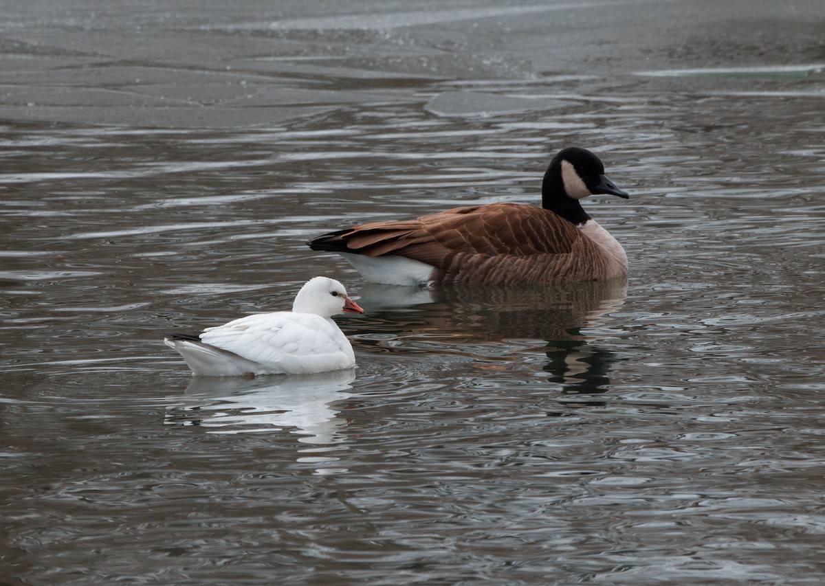 Ross's Goose - Haley Olson
