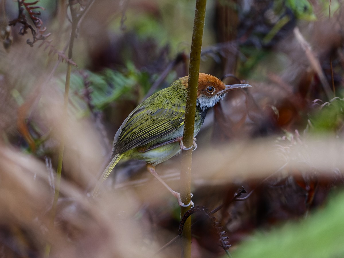 Dunkelkehl-Schneidervogel - ML627866600