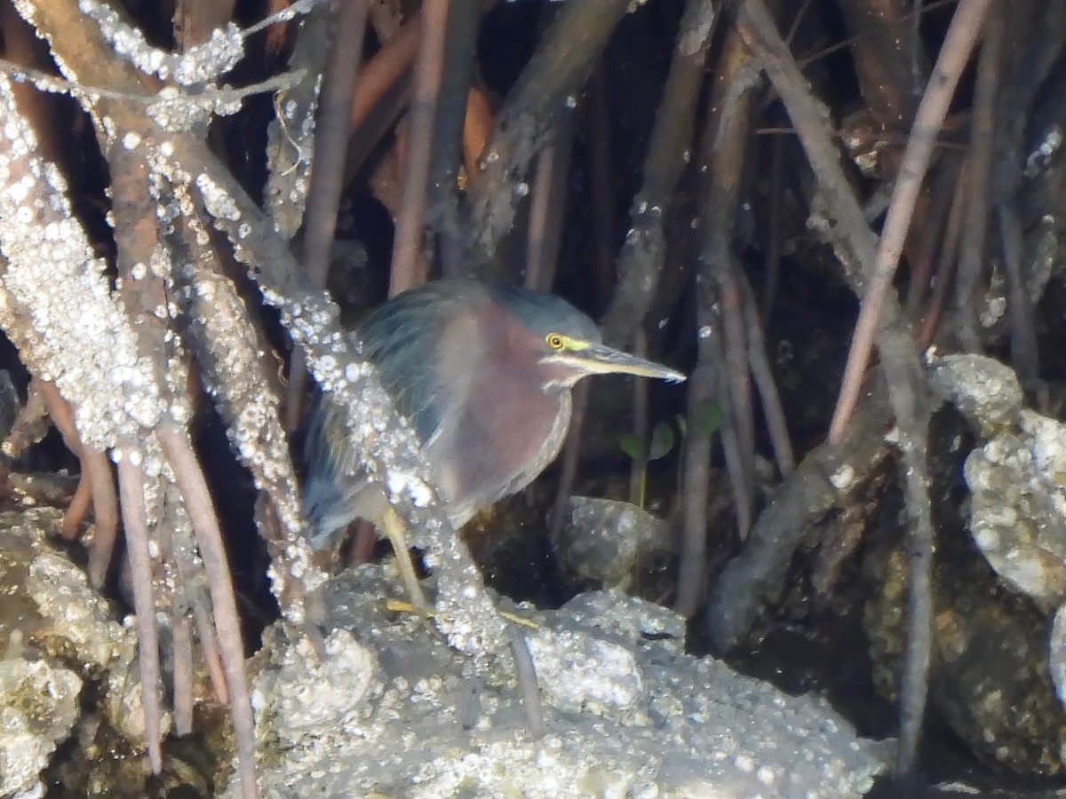 Green Heron - ML627866618