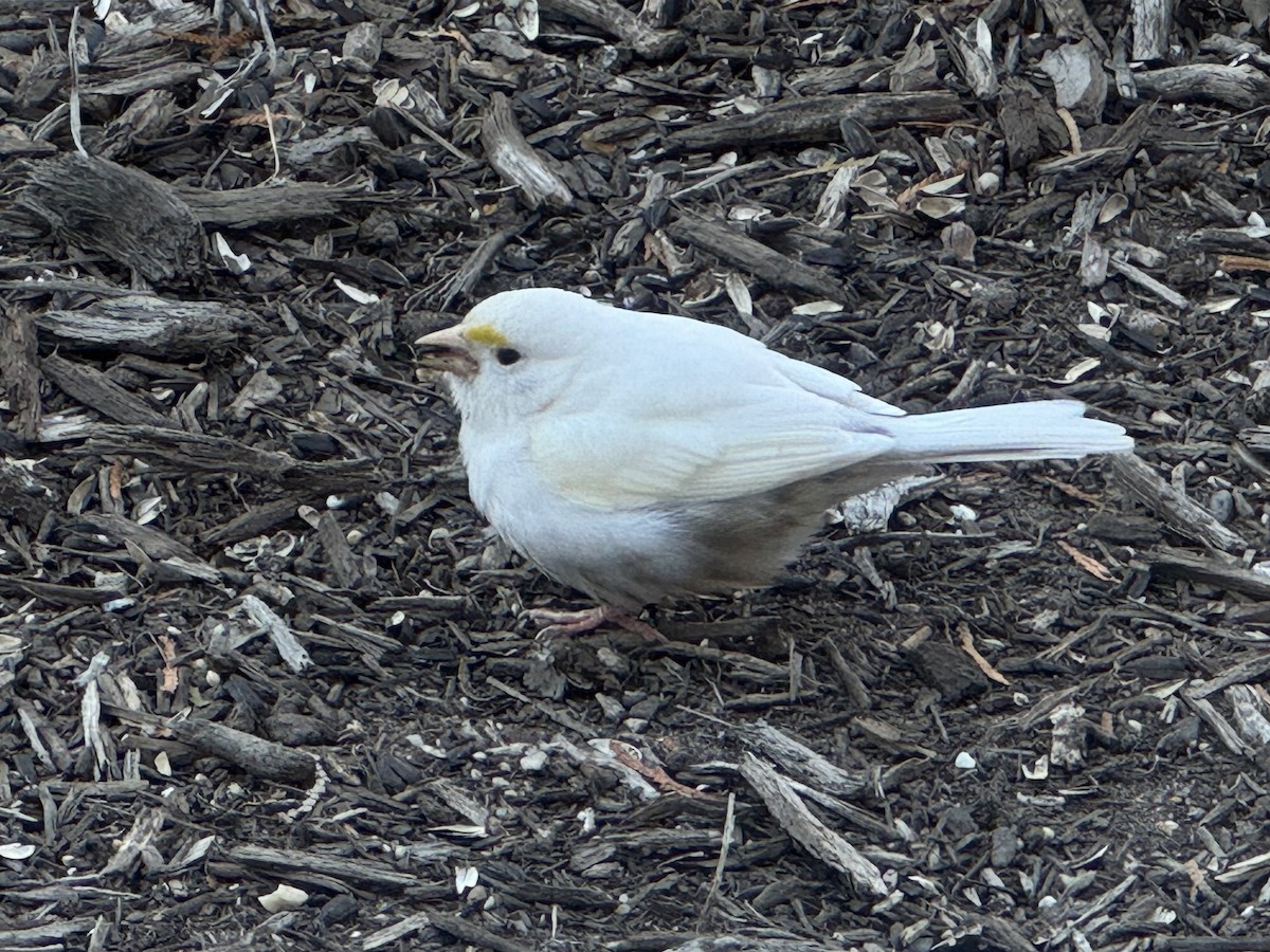 White-throated Sparrow - ML627866636