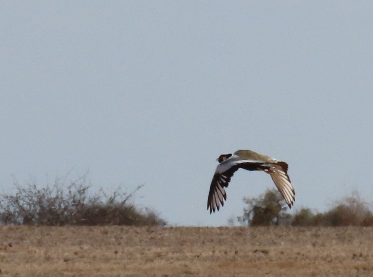 White-quilled Bustard - ML627866665