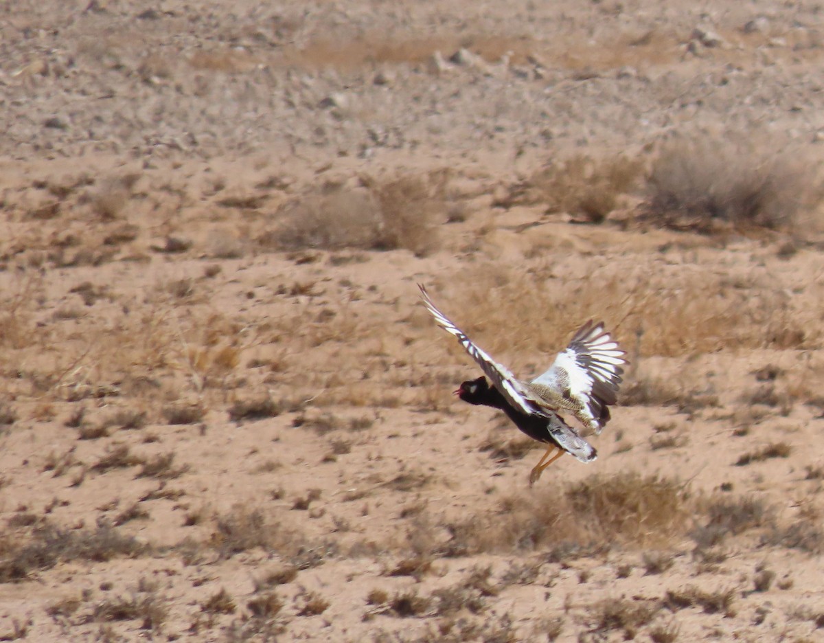 White-quilled Bustard - ML627866666