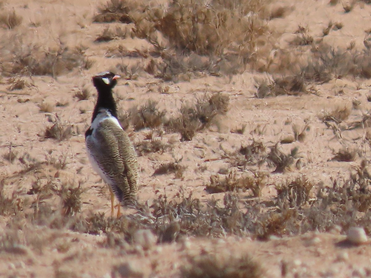 White-quilled Bustard - ML627866667