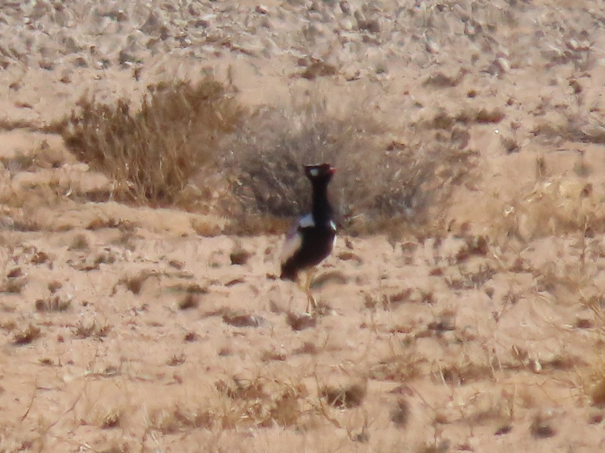 White-quilled Bustard - ML627866668