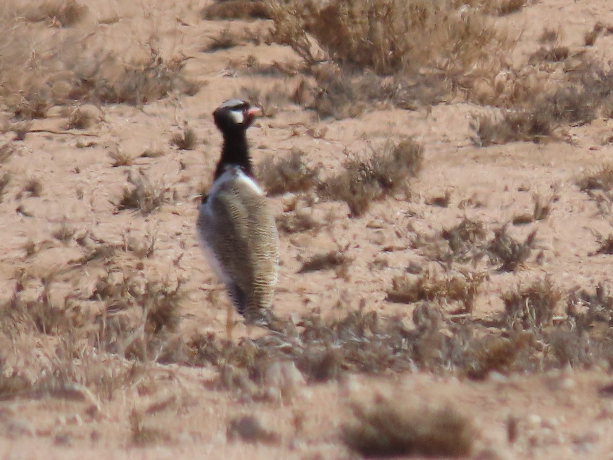 White-quilled Bustard - ML627866669