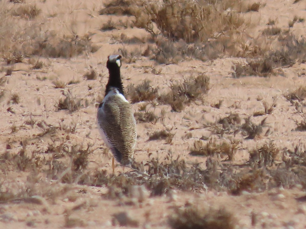 White-quilled Bustard - ML627866671