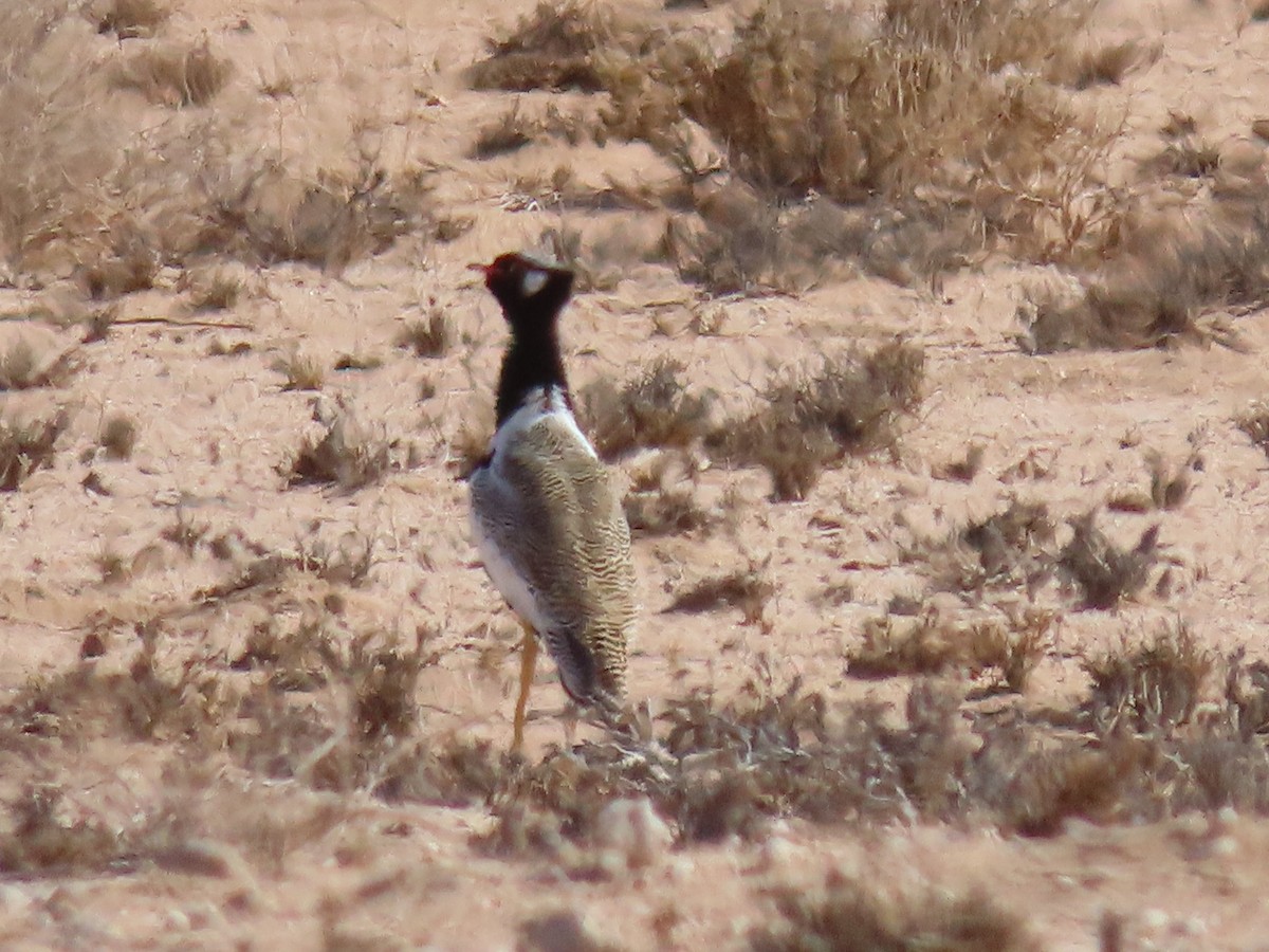 White-quilled Bustard - ML627866672