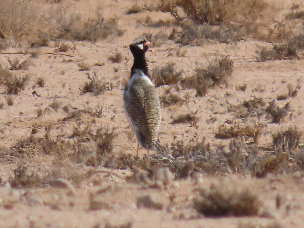 White-quilled Bustard - ML627866673