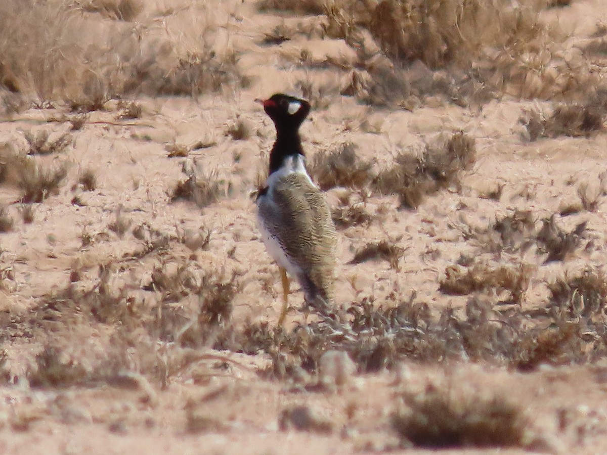 White-quilled Bustard - ML627866674