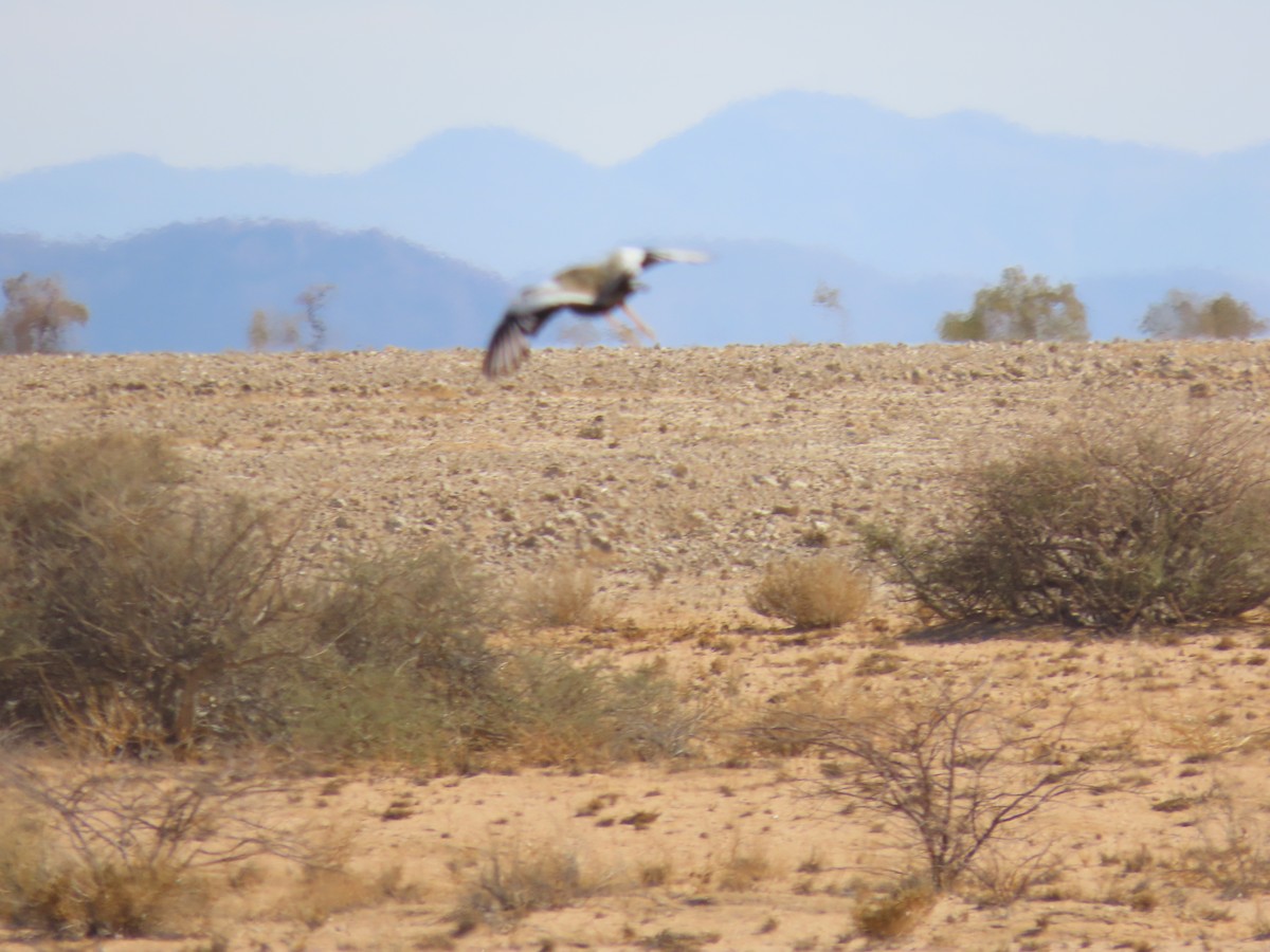 White-quilled Bustard - ML627866675