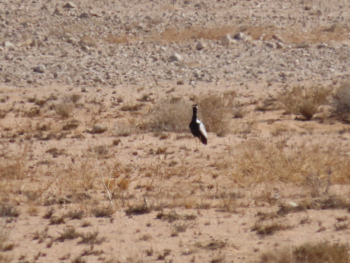 White-quilled Bustard - ML627866676