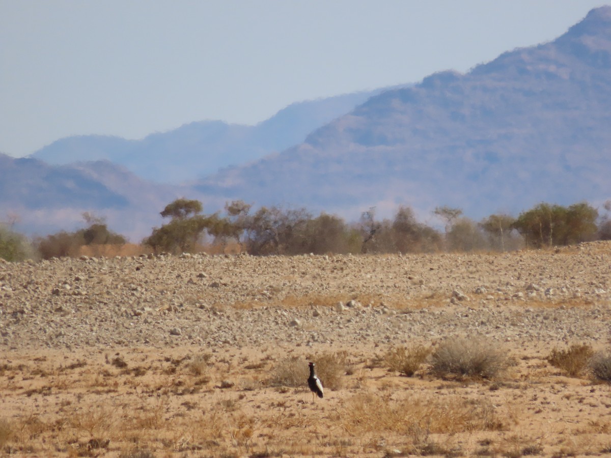 White-quilled Bustard - ML627866677