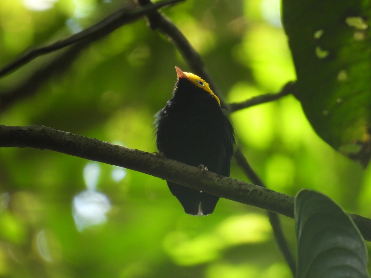 Golden-headed Manakin - ML627866691