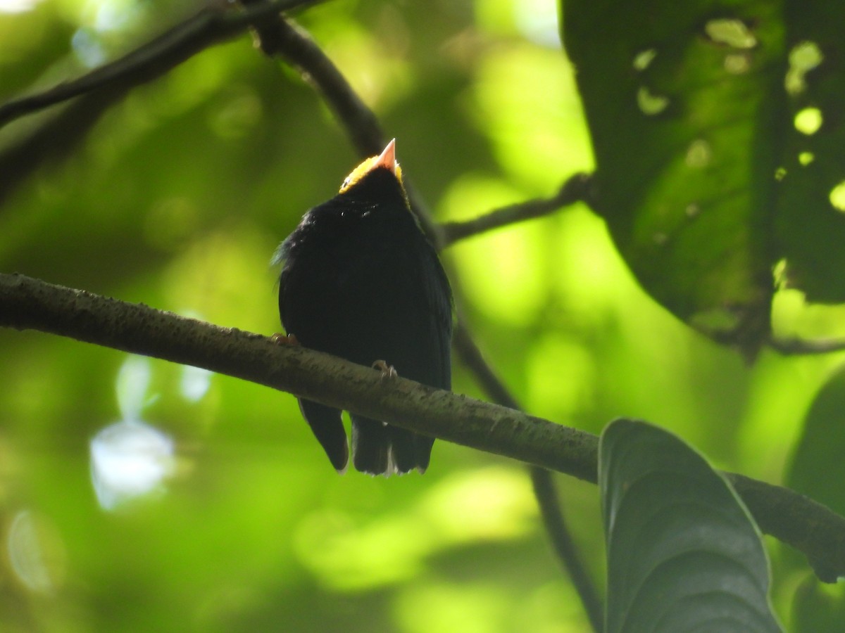 Golden-headed Manakin - ML627866707