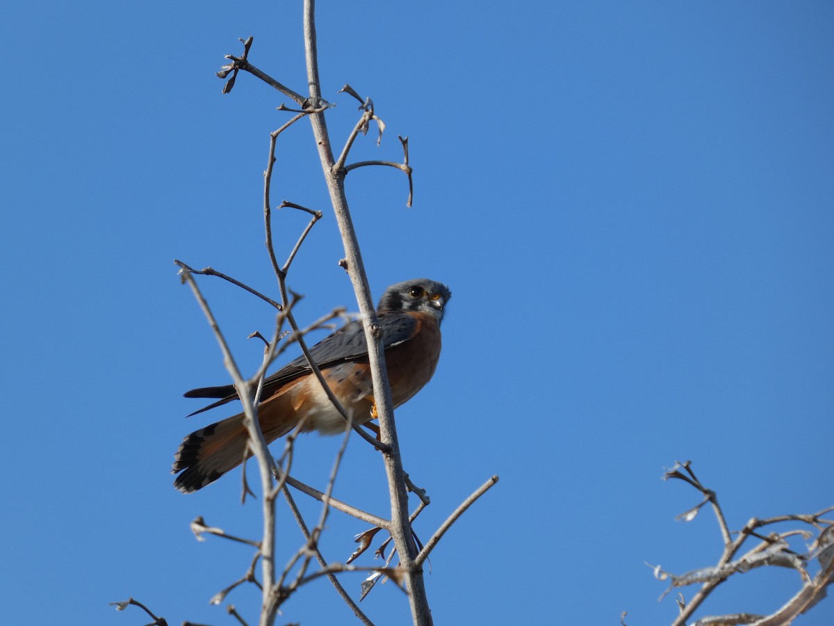 American Kestrel - ML627866771