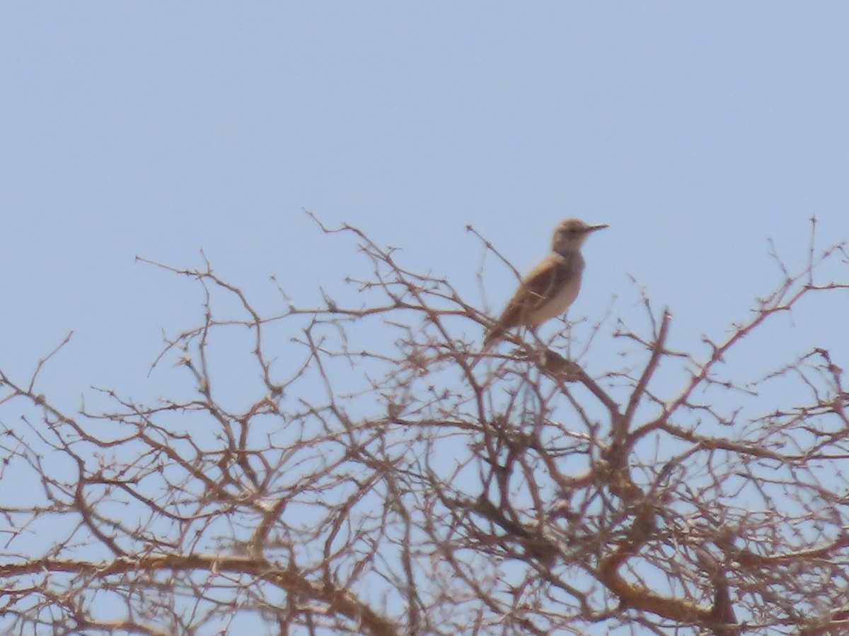 Karoo Long-billed Lark - ML627866832