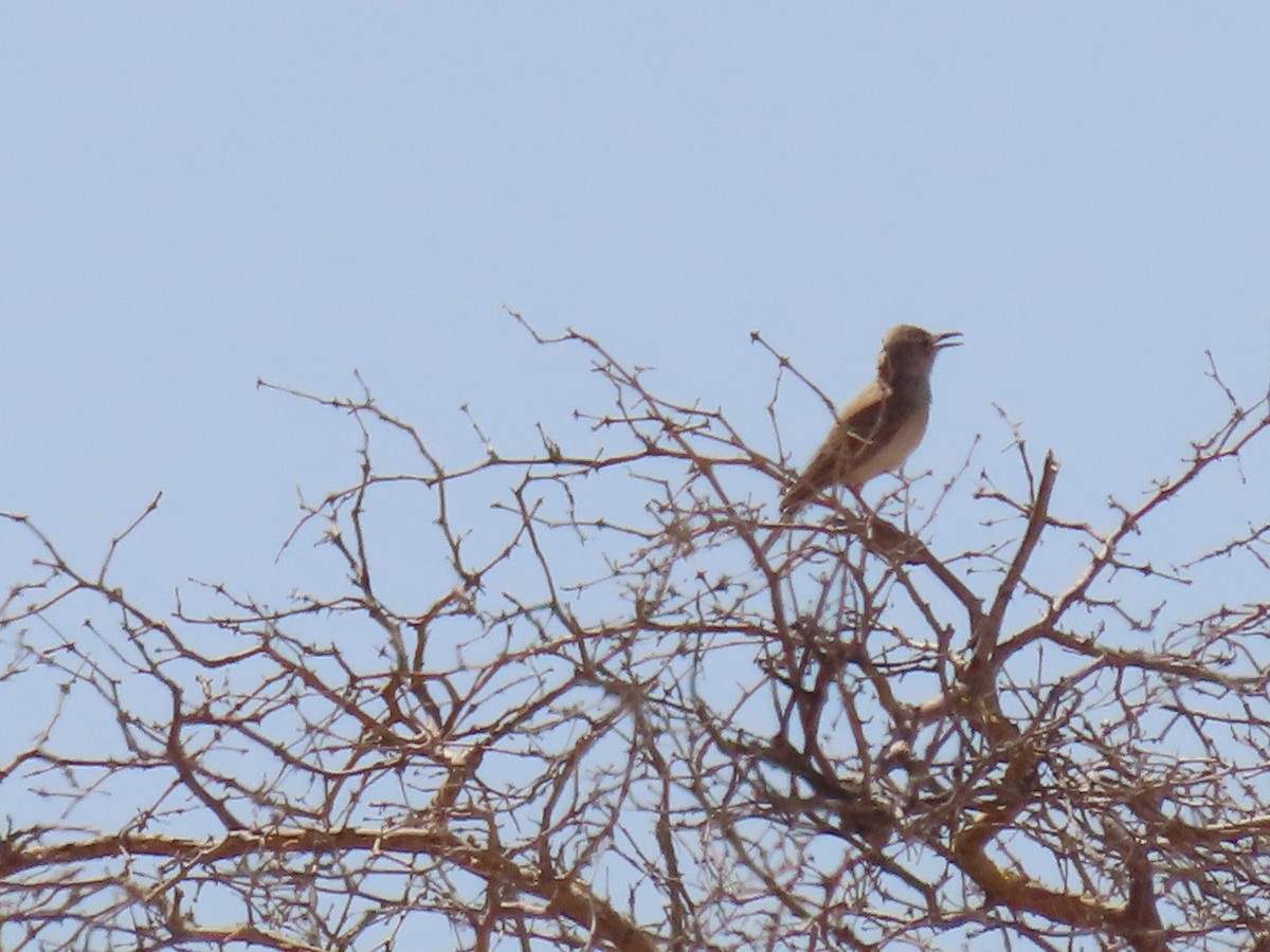 Karoo Long-billed Lark - ML627866833