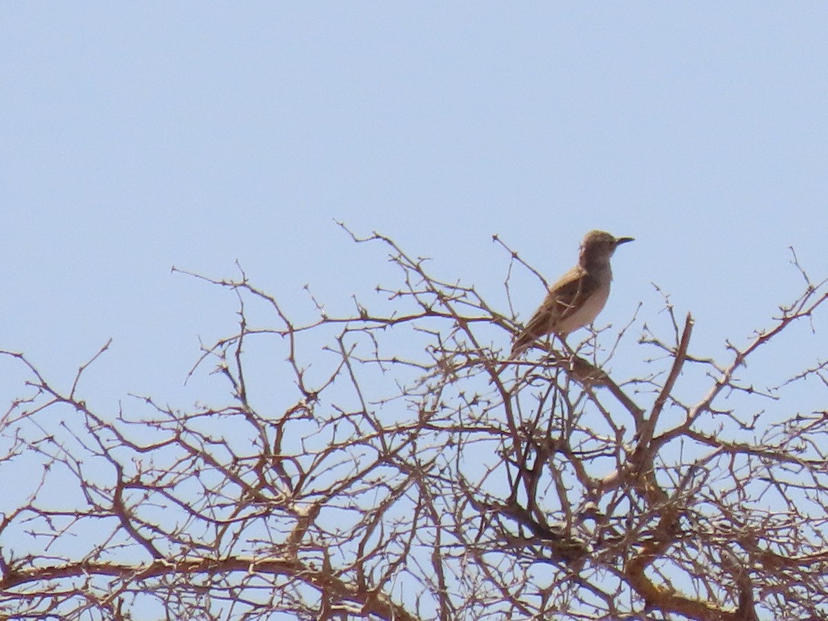 Karoo Long-billed Lark - ML627866834