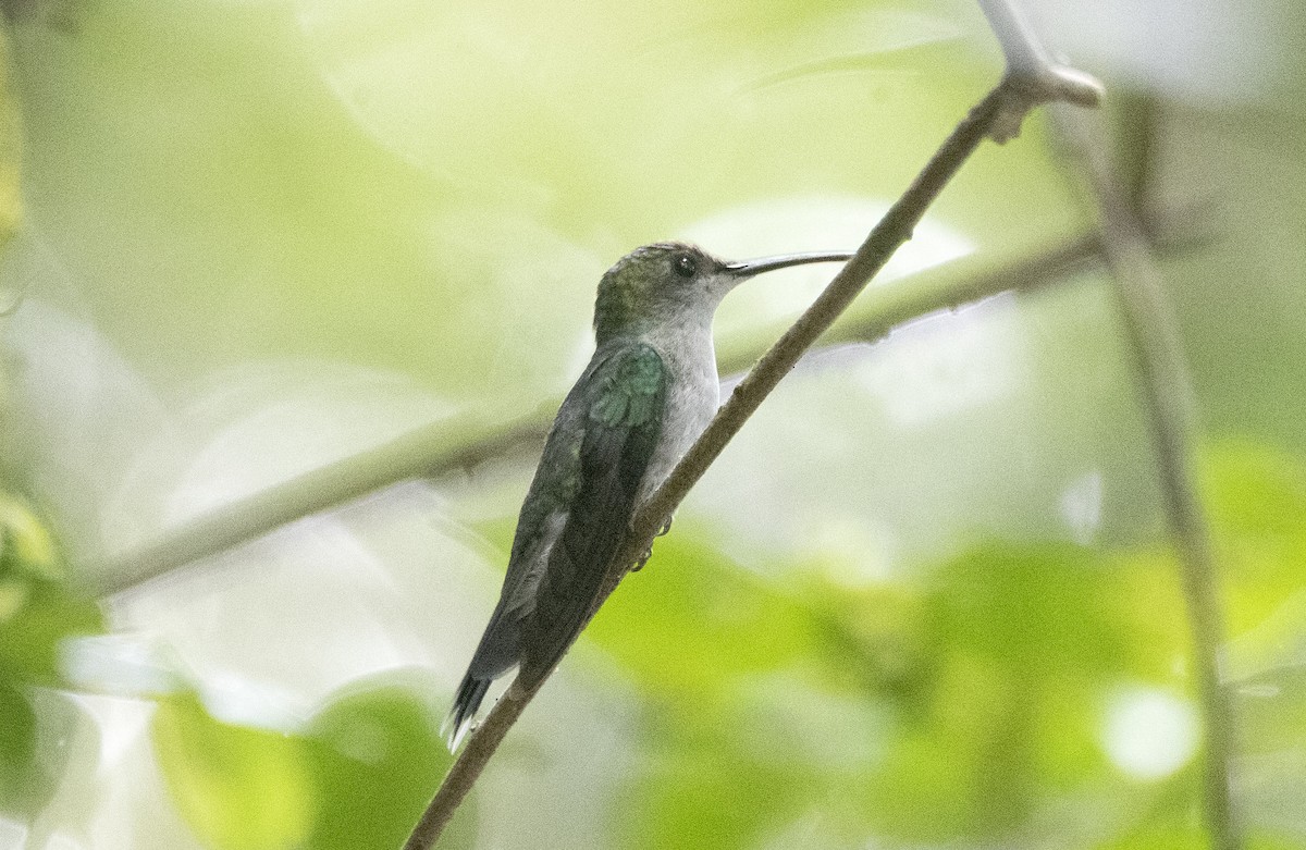 Long-tailed Woodnymph - ML627866872
