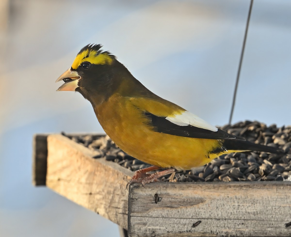 Evening Grosbeak - ML627866899