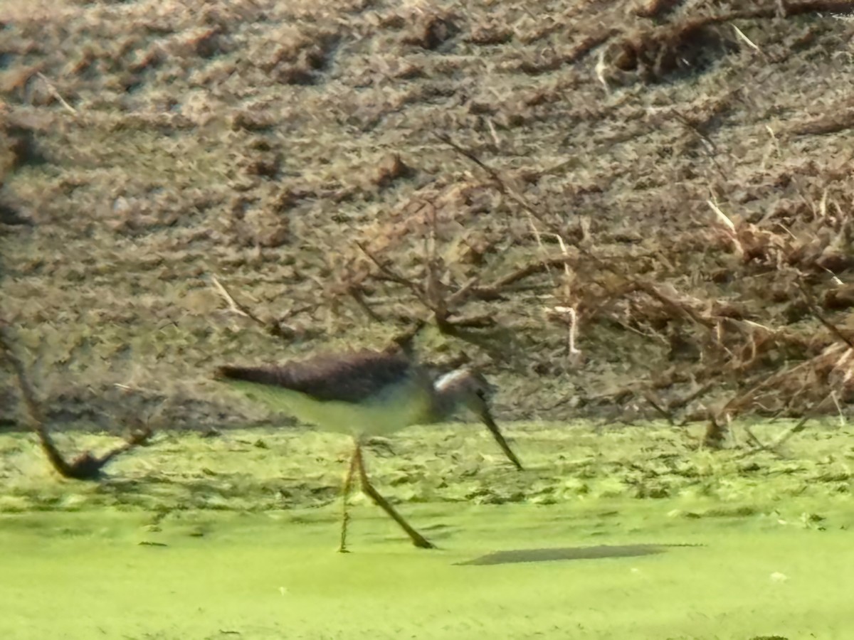 Greater Yellowlegs - ML627866969