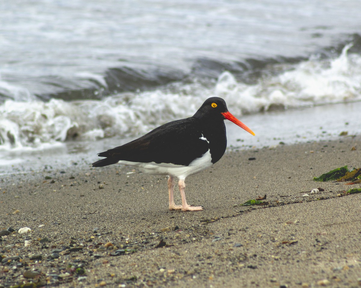 Magellanic Oystercatcher - ML627866973