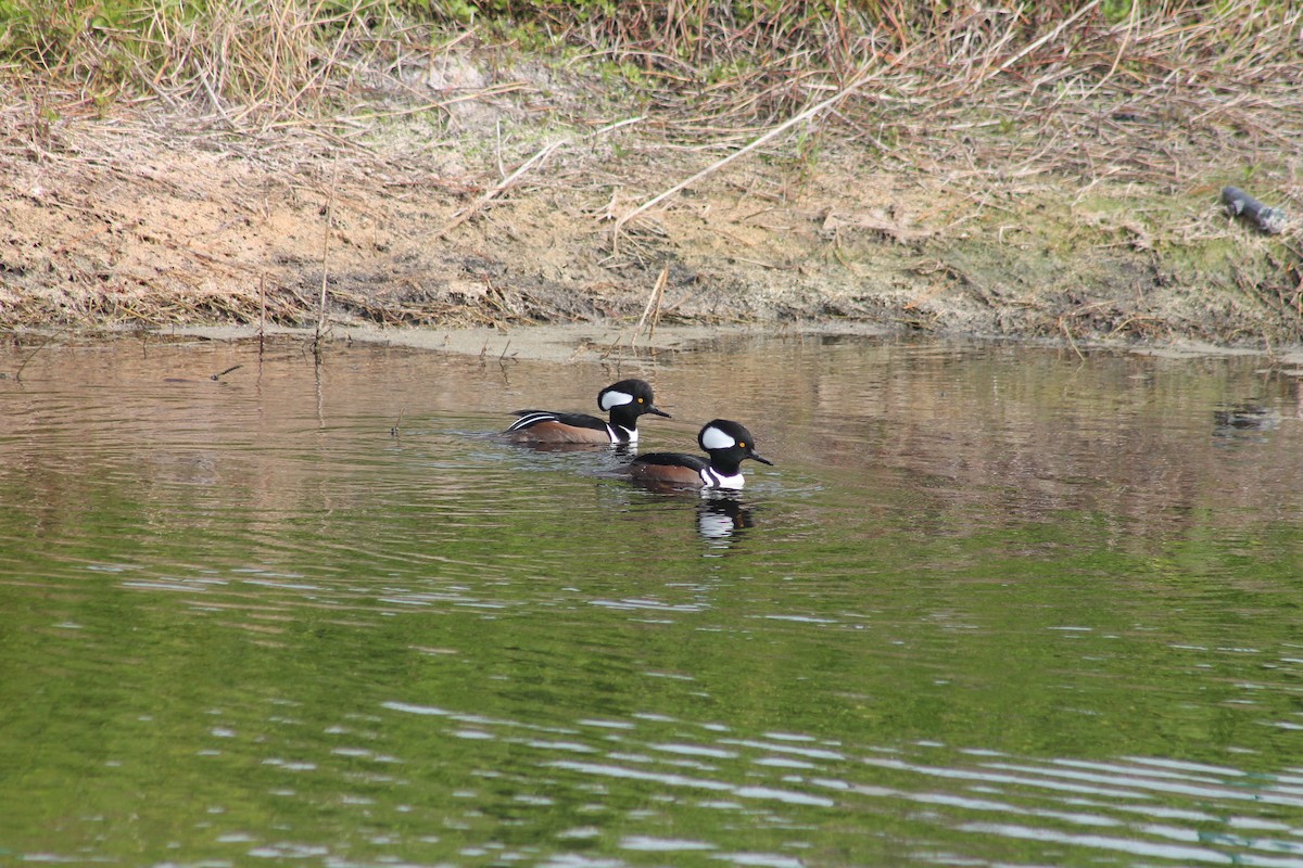 Hooded Merganser - ML627867000