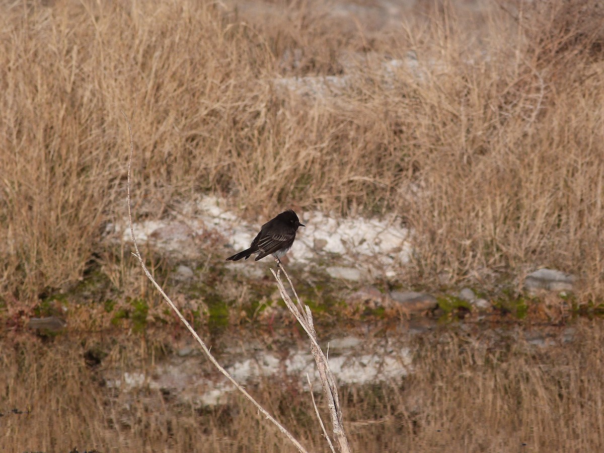 Black Phoebe - ML627867029