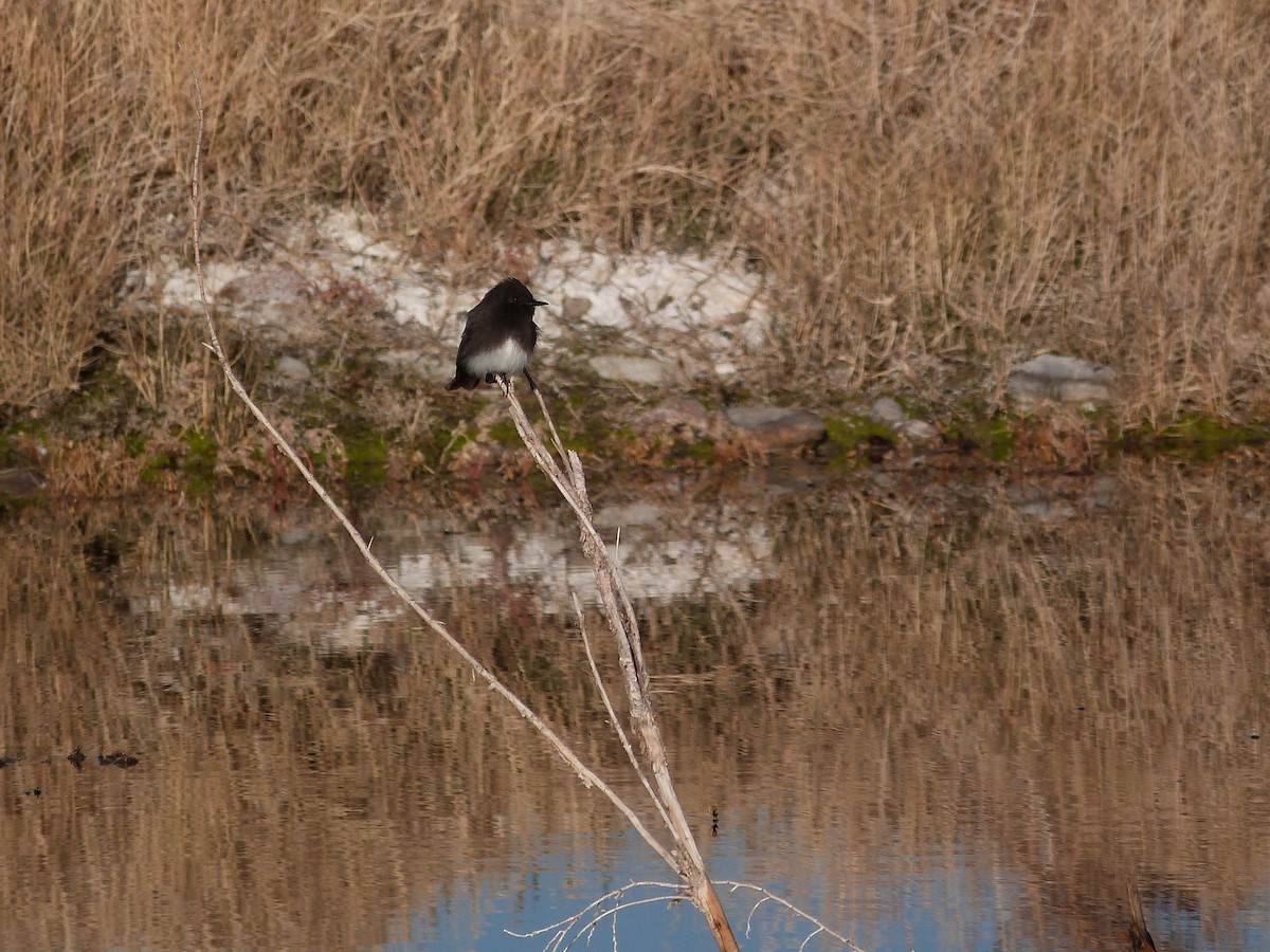 Black Phoebe - ML627867031