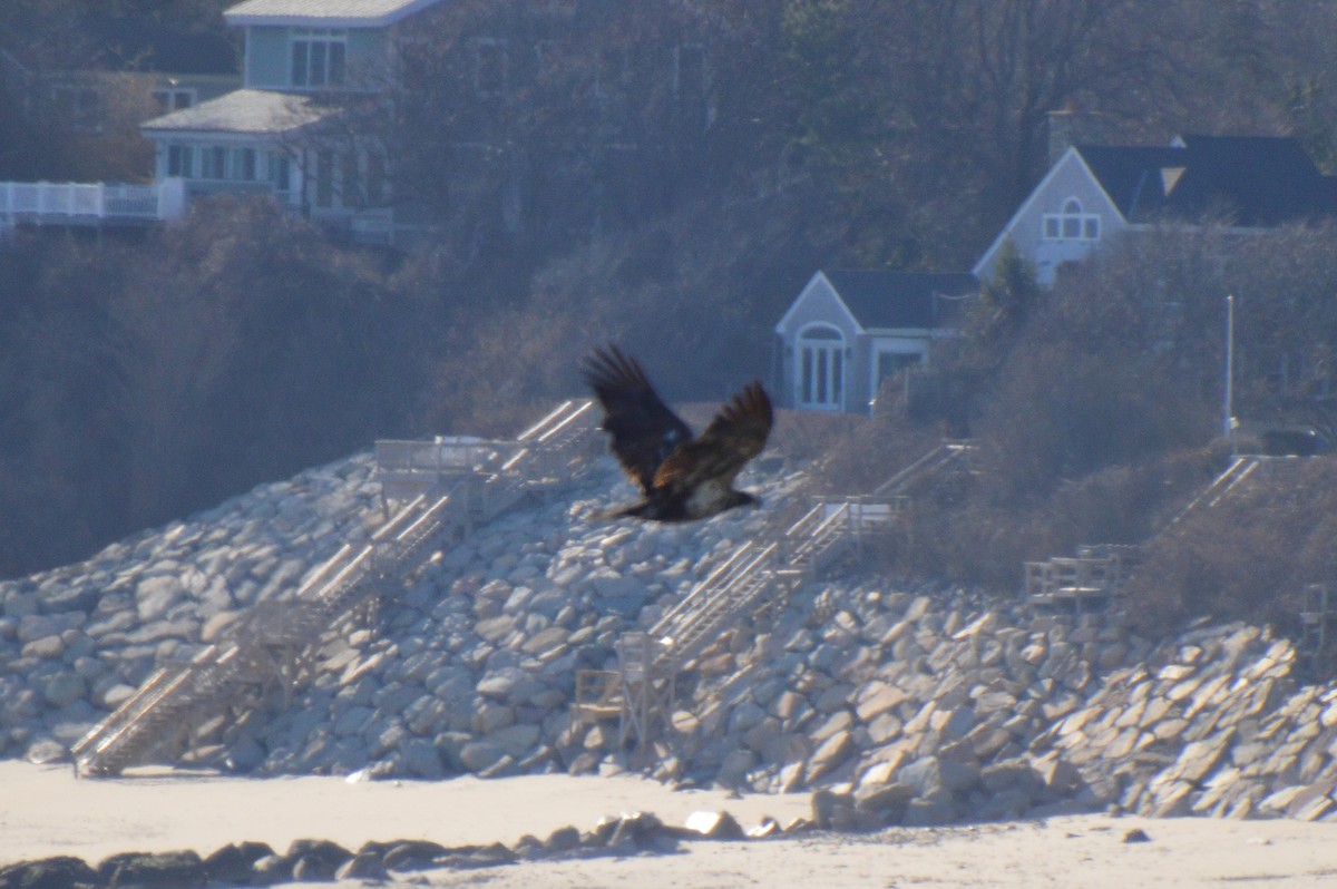 Bald Eagle - ML627867048