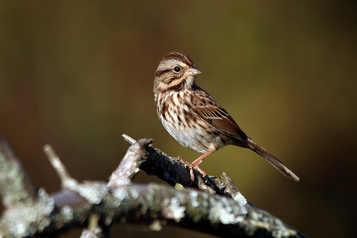 Song Sparrow - ML627867067
