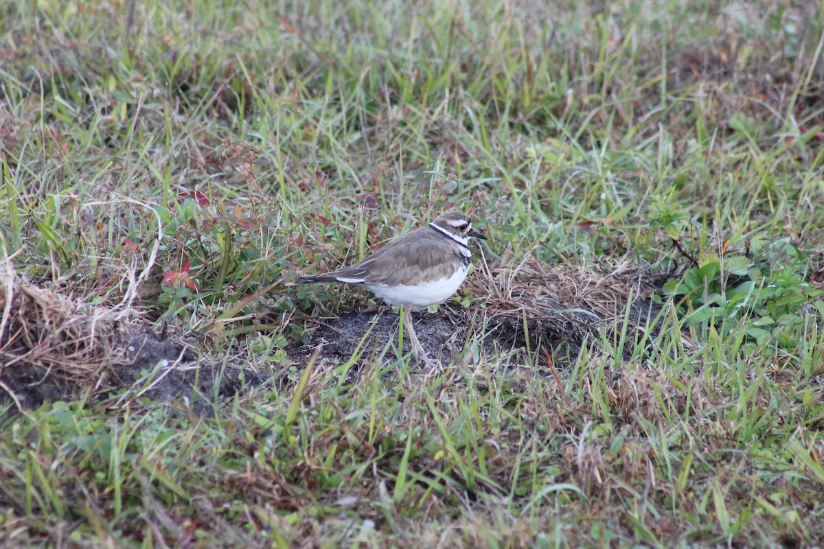 Killdeer - ML627867071