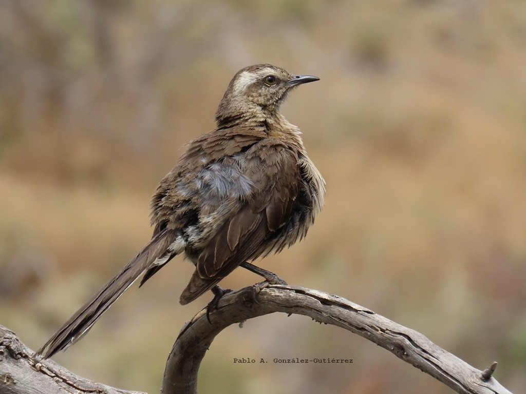 Chilean Mockingbird - ML627867075
