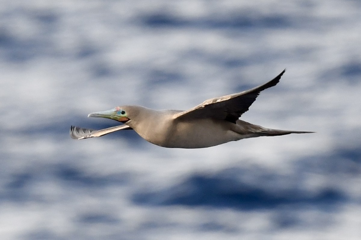 Brown Booby (Forster's) - ML627867124