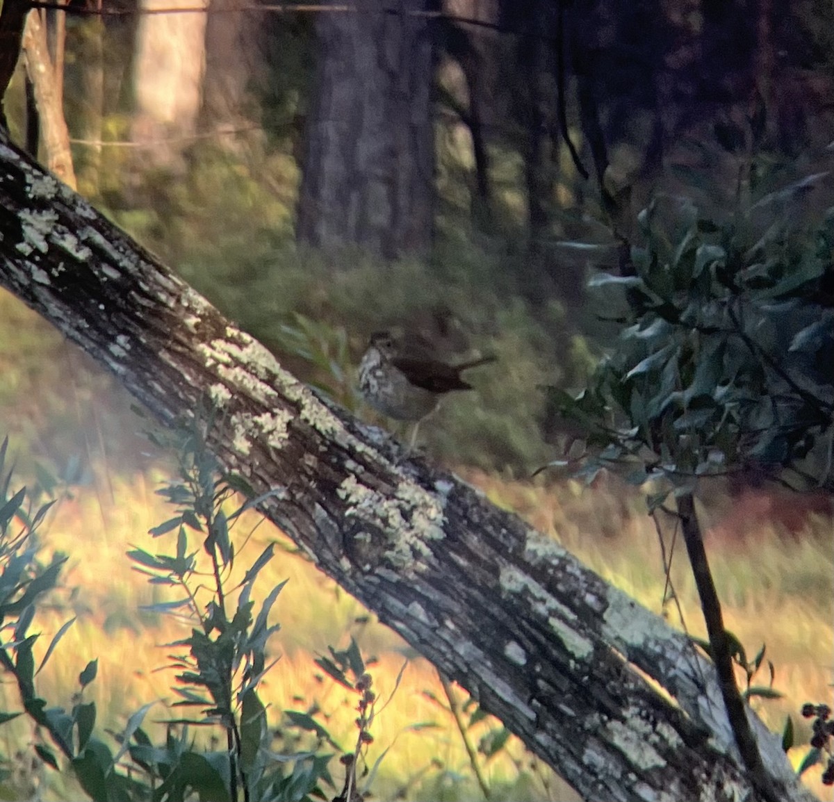 Hermit Thrush - ML627867160