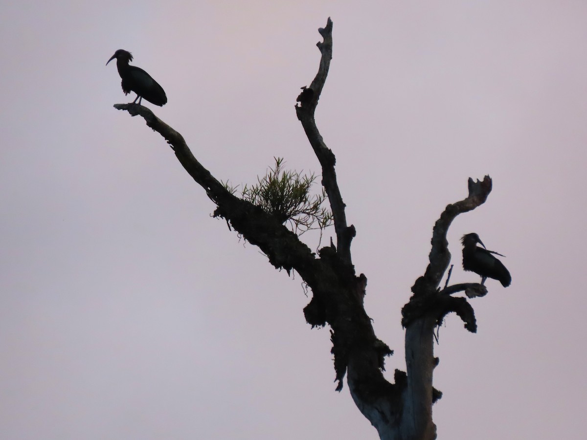 Olive Ibis - Stamatis Zogaris