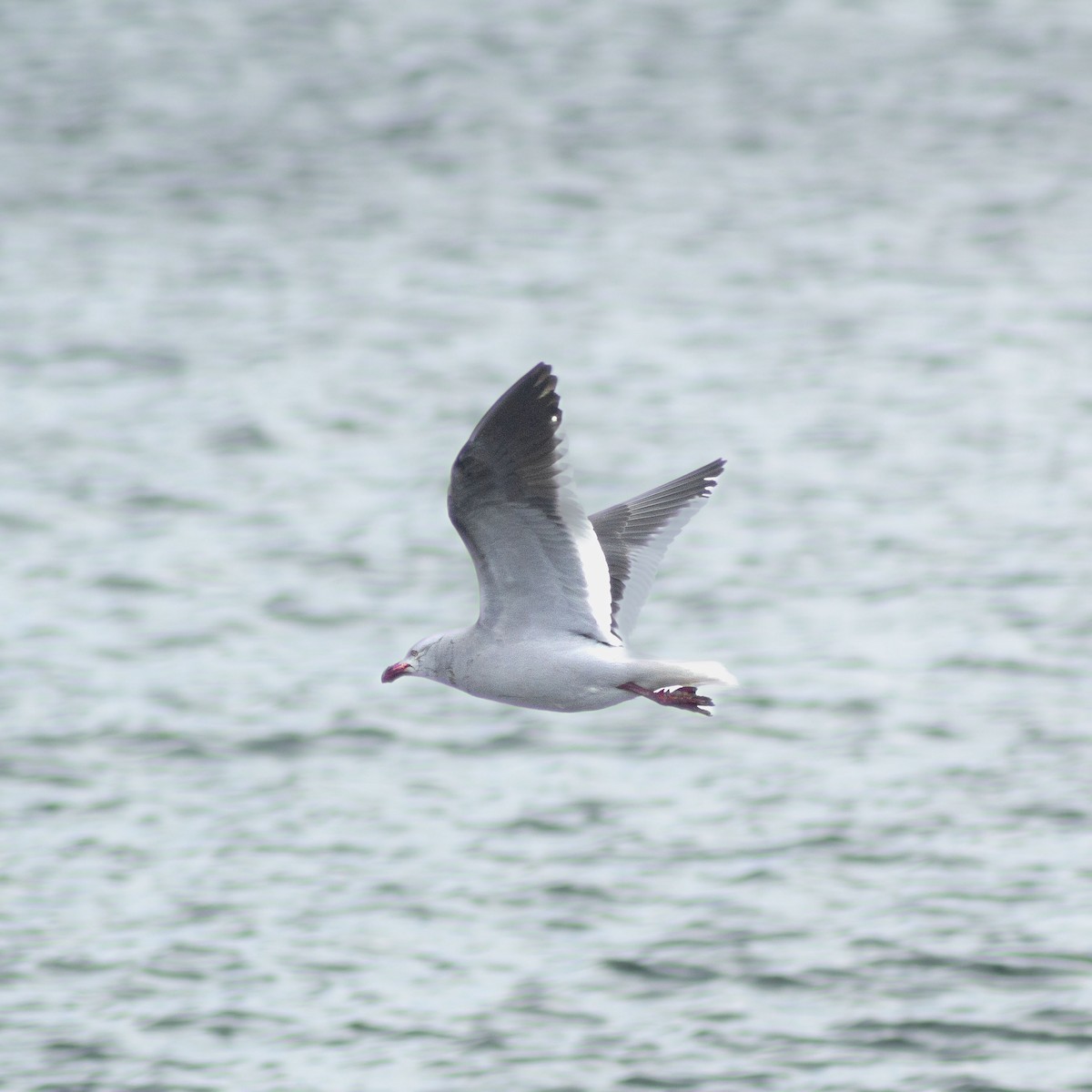 Dolphin Gull - ML627867187