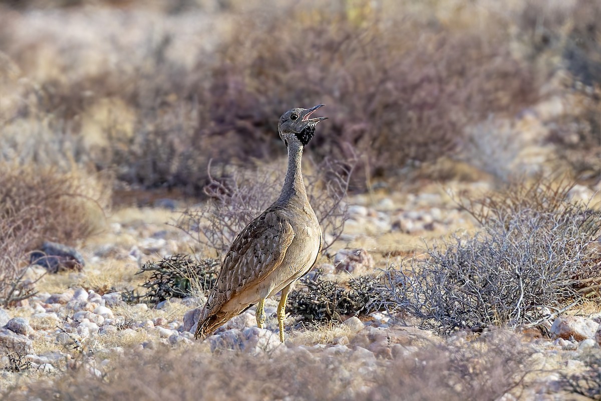 Karoo Bustard - ML627867190