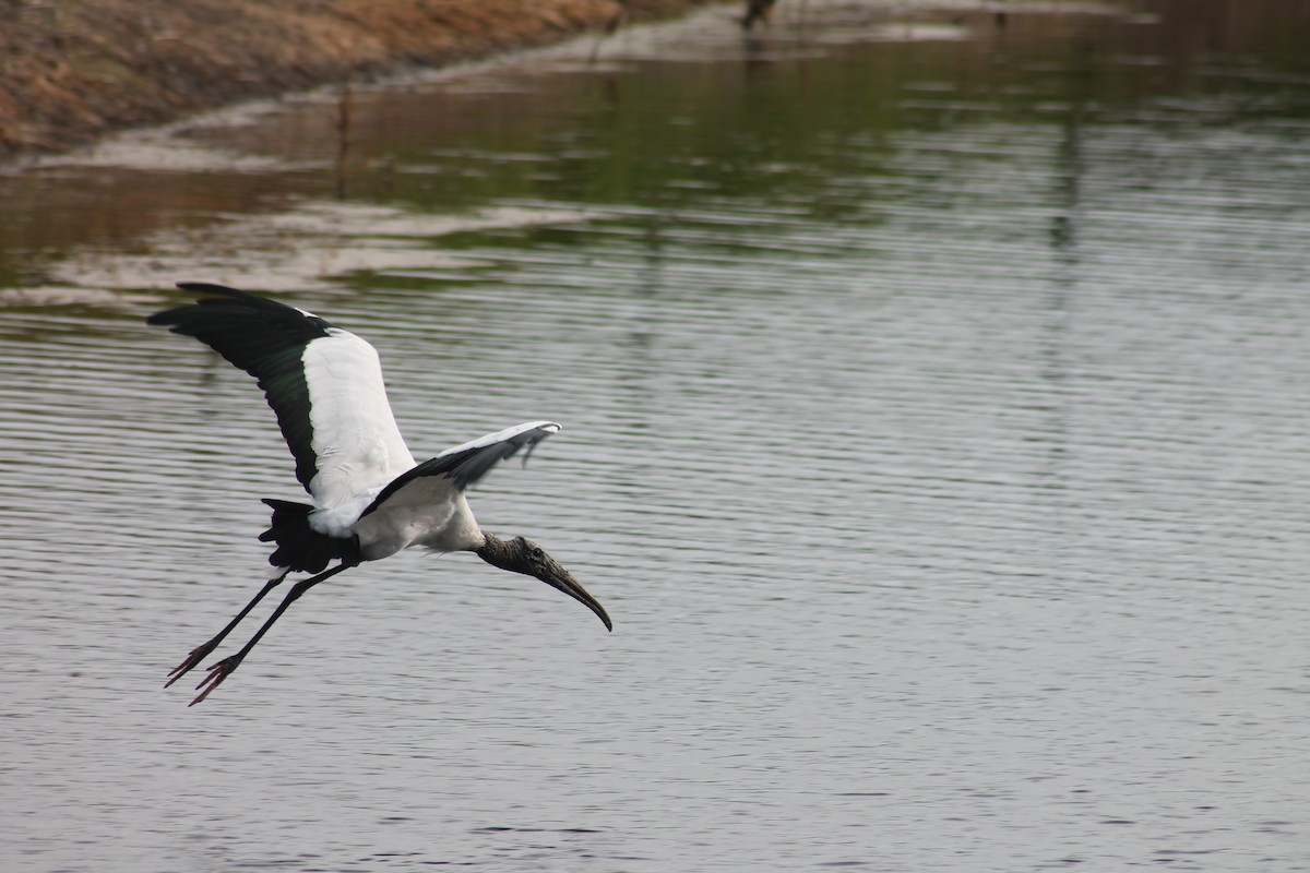 Wood Stork - ML627867201